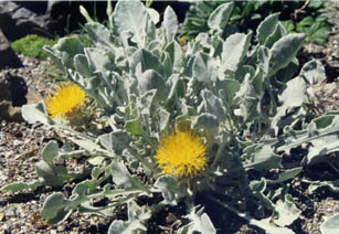 Centaurea chrysantha